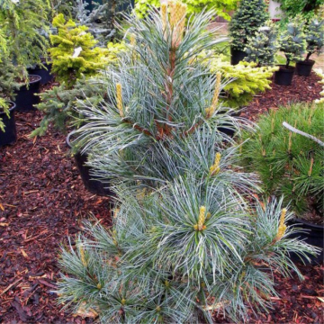 Pinus koraiensis'Silveray'