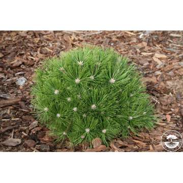 Pinus densiflora'Low glow'