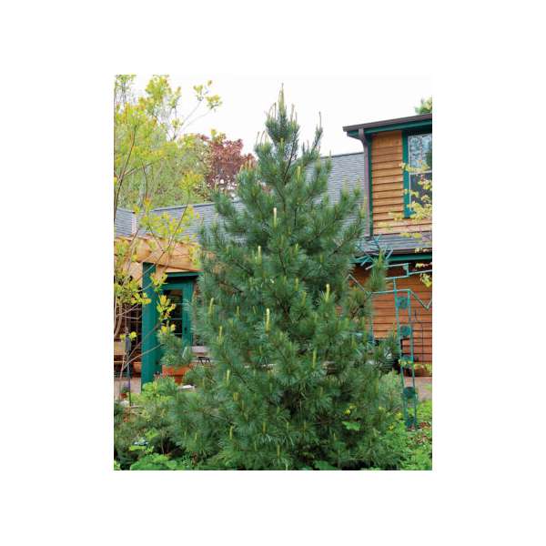 Pinus cembra'Glauca'