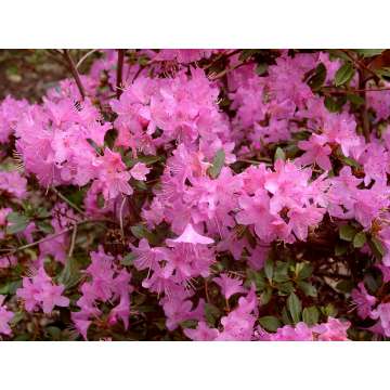 Rhododendron'Pintail'