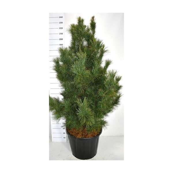 Pinus cembra'Glauca'
