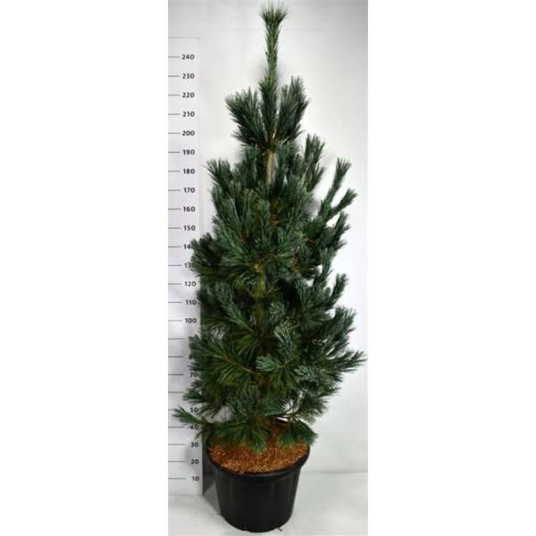 Pinus flexilis'Vanderwolf's Pyramid'