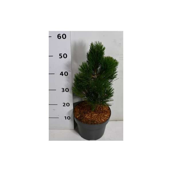 Pinus heldreichii'Compact Gem'