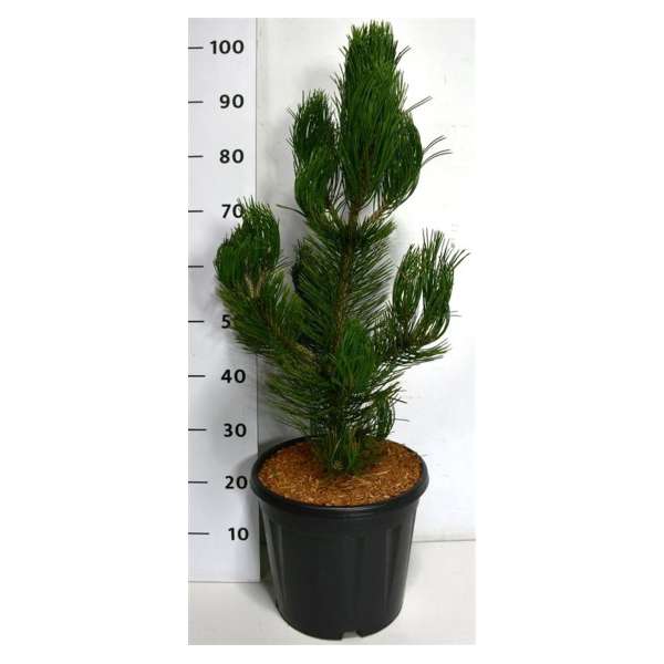 Pinus heldreichii'Satellit'
