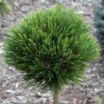 Pinus heldreichii'Smidtii'