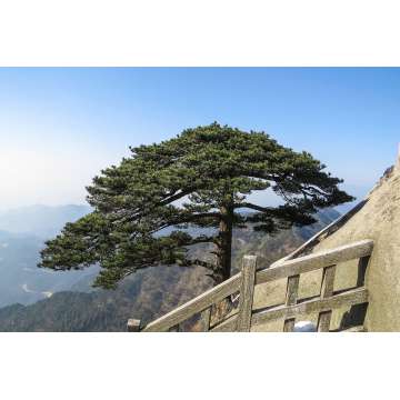 Pinus hwangshanensis