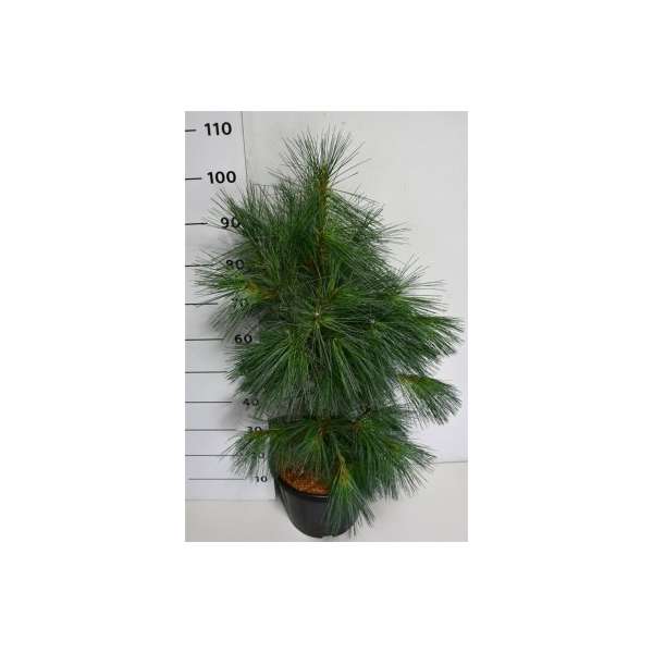 Pinus monticola'Ammerland'
