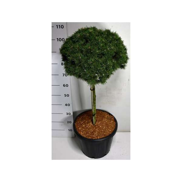 Pinus mugo'Austreim'