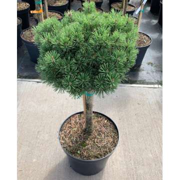 Pinus mugo'Benjamin'