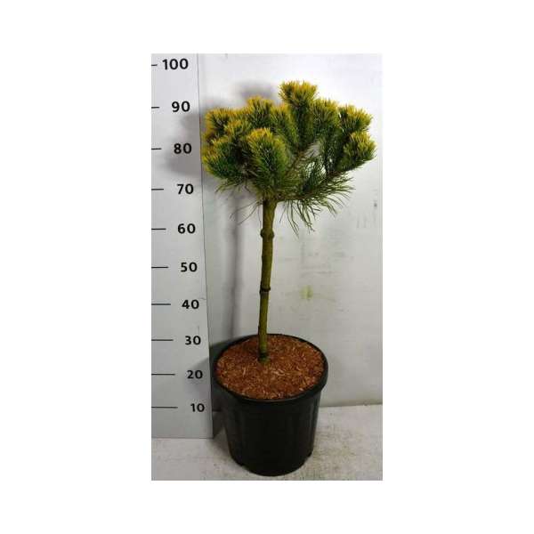 Pinus mugo'Carsten'