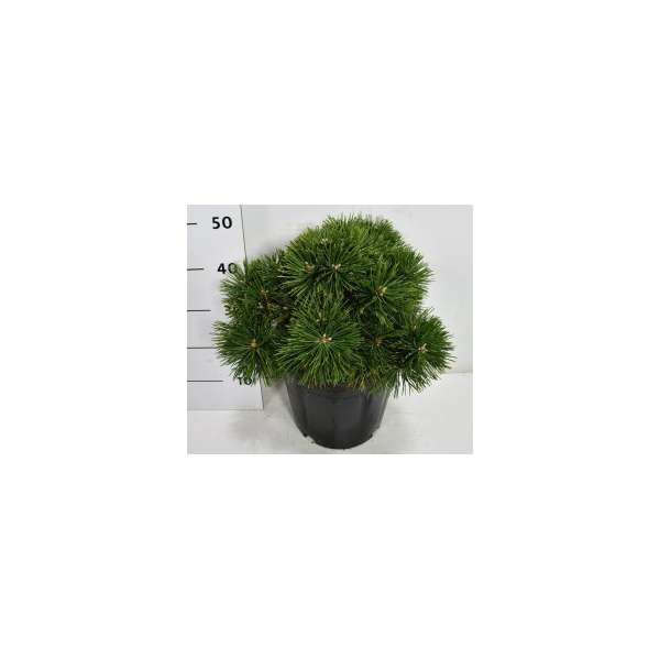 Pinus mugo'Green Pearl'