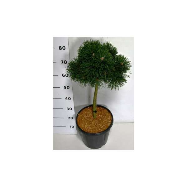 Pinus mugo'Green Pearl'