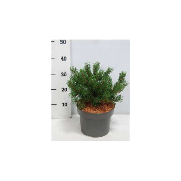 Pinus mugo'Klosters Grun'