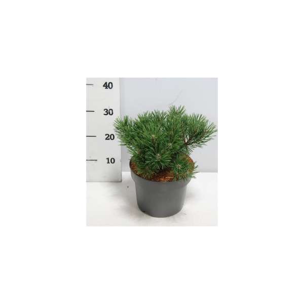 Pinus mugo'Mops'