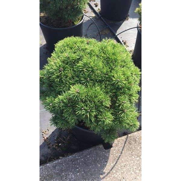 Pinus mugo'Mops'