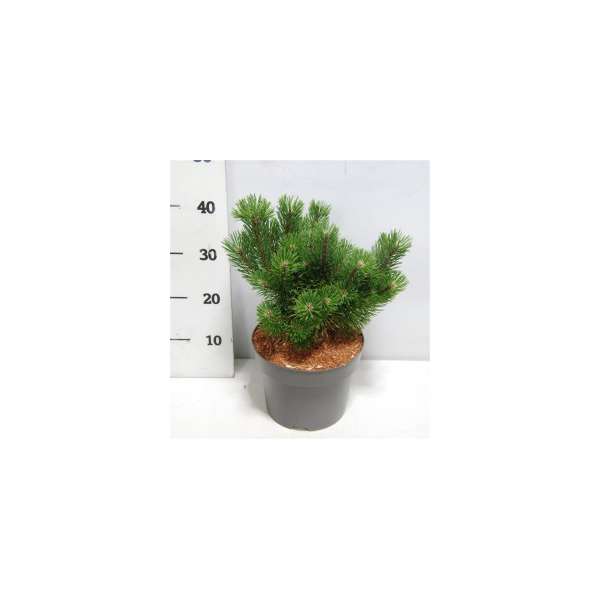 Pinus mugo'Mumpitz'