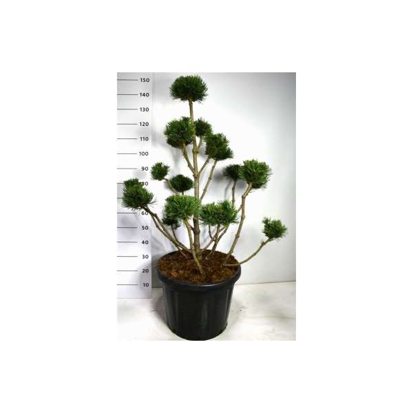 Pinus mugo'Noak'