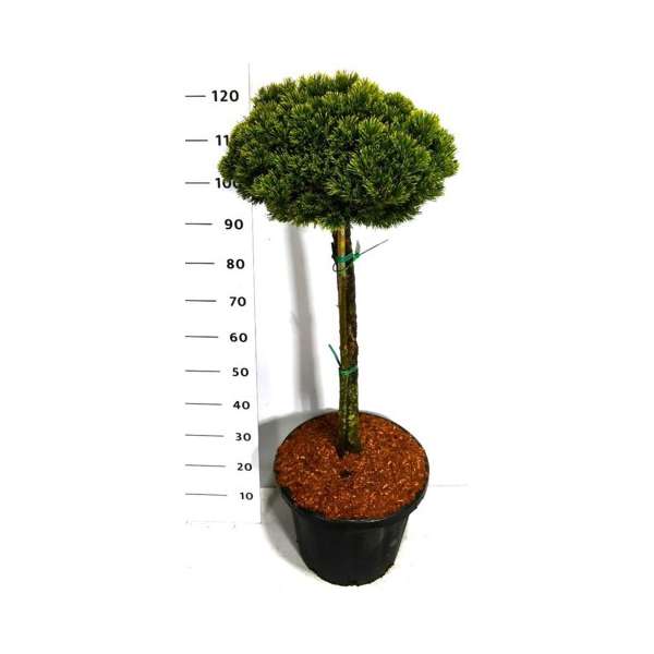 Pinus mugo'Sherwood Compact'