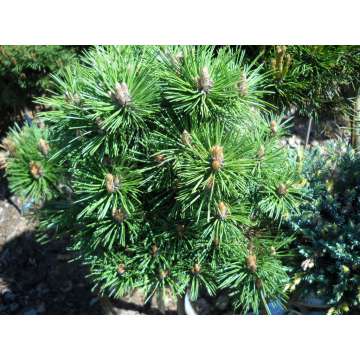 Pinus nigra'Keightly Broom'