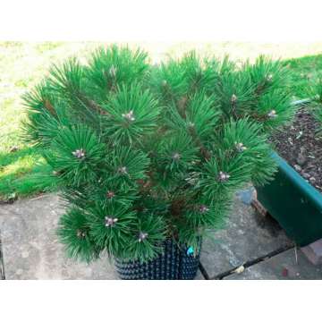 Pinus nigra'Black Prince'