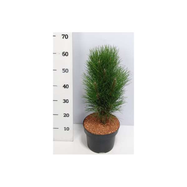 Pinus nigra'Green Tower'