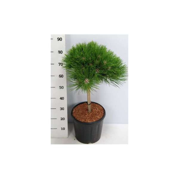 Pinus nigra'Marie Bregeon'