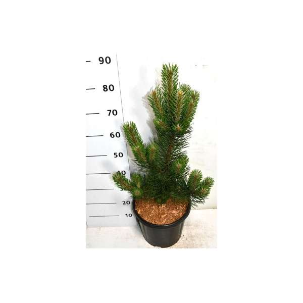 Pinus nigra'Oregon Green'