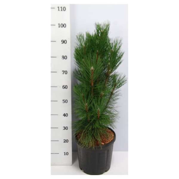 Pinus nigra'Pyramidalis'