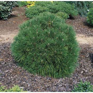 Pinus nigra'Spielberg'