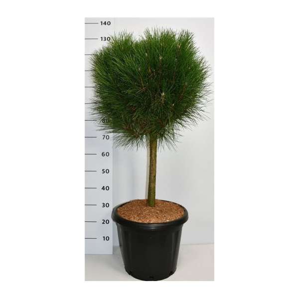 Pinus nigra'Summer Breeze'