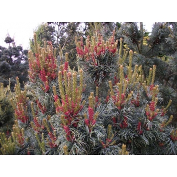 Pinus parviflora'Bonnie Bergman'