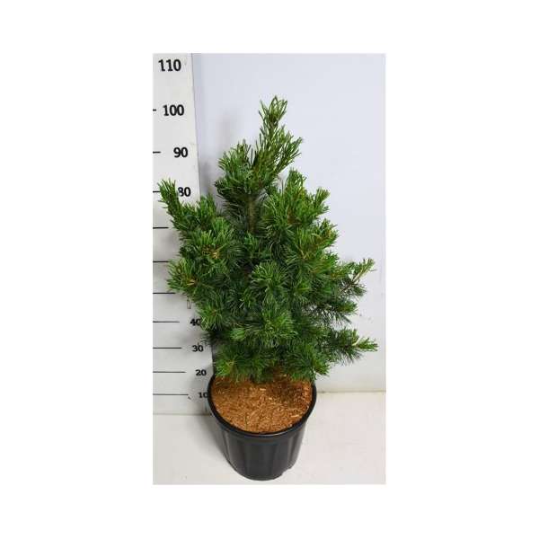 Pinus parviflora'Bonsai'