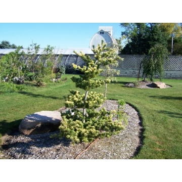 Pinus parviflora'Fukai'