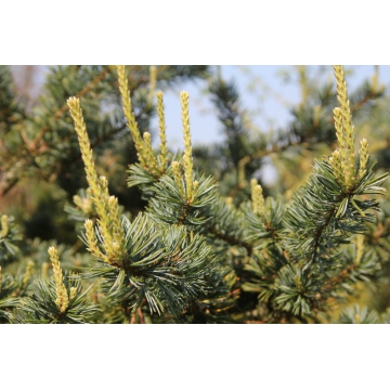 Pinus parviflora'Saphir'