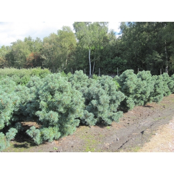 Pinus parviflora'Schoon's Bonsai'