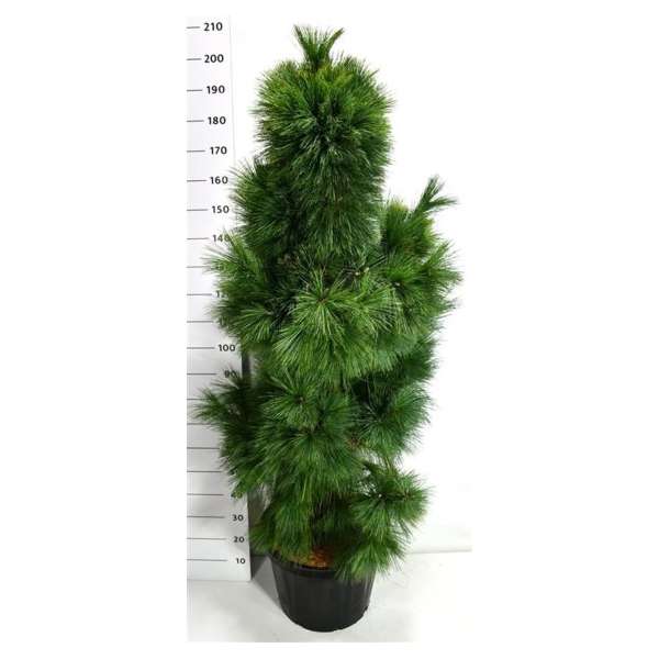 Pinus schwerinii'Wiethorst'