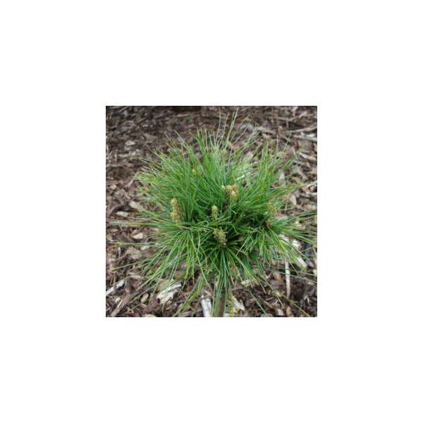 Pinus schwerinii'Wieherst SDL'