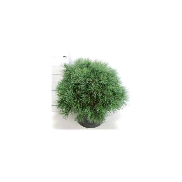 Pinus strobus'Bergman's Mini'