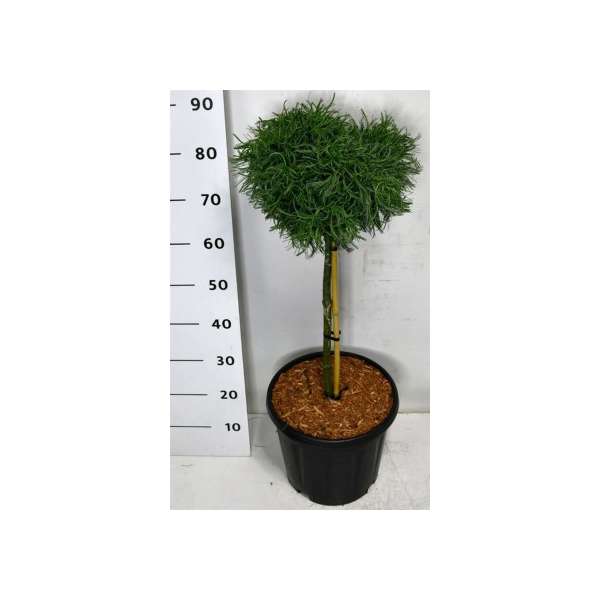 Pinus strobus'Green Curls'