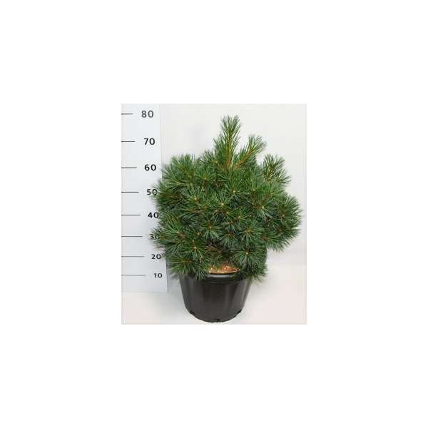 Pinus strobus'Krüger's Lilliput'