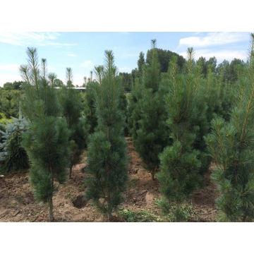 Pinus strobus'Stowe Pillar'