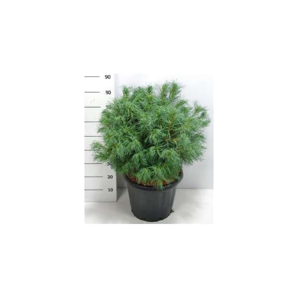 Pinus strobus'Wiggles'