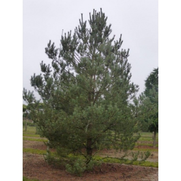 Pinus sylvestris