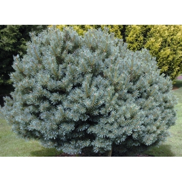 Pinus sylvestris'Beuvronensis'