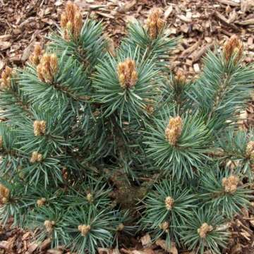 Pinus sylvestris'Chantry Blue'