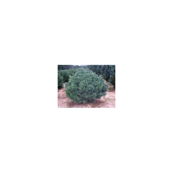 Pinus sylvestris'Watereri'