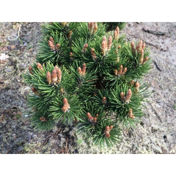 Pinus uncinata'Heideperle'