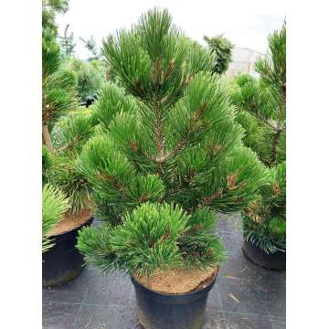 Pinus heldreichii'Green giant'