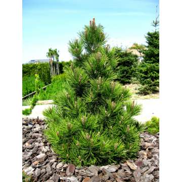 Pinus heldreichii'Malinkii'