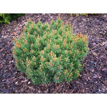 Pinus nigra'Keightly Broom'